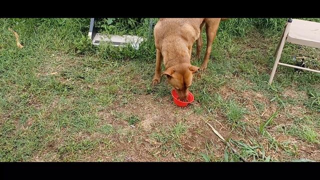 Review Pedigree Dog Food Dry Complete Nutrition Adult Small Breed Grilled Steak & Vegetables Flavor смотреть онлайн