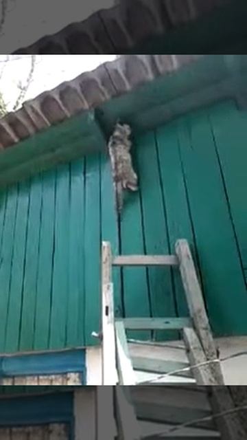 котенок ловит птиц смотреть онлайн