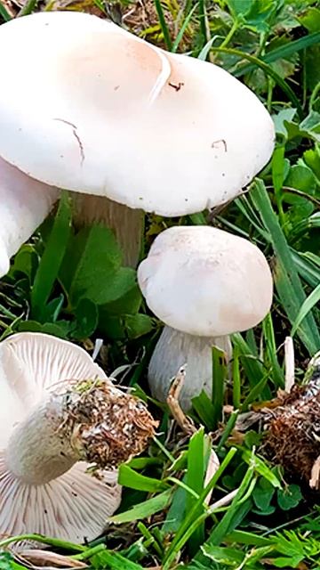 Рядовка фиалковая (Lepista irina) short #shorts смотреть онлайн