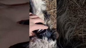 Ягненок сломал ногу поставил шину, если овцематка не принимает ягненка лучше ее убрать и не мучится