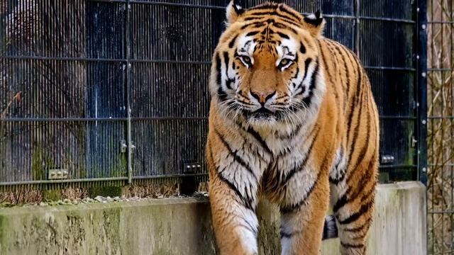 Odgłosy tygrysa. dźwięki tygrysa - jak robi tygrys? смотреть онлайн