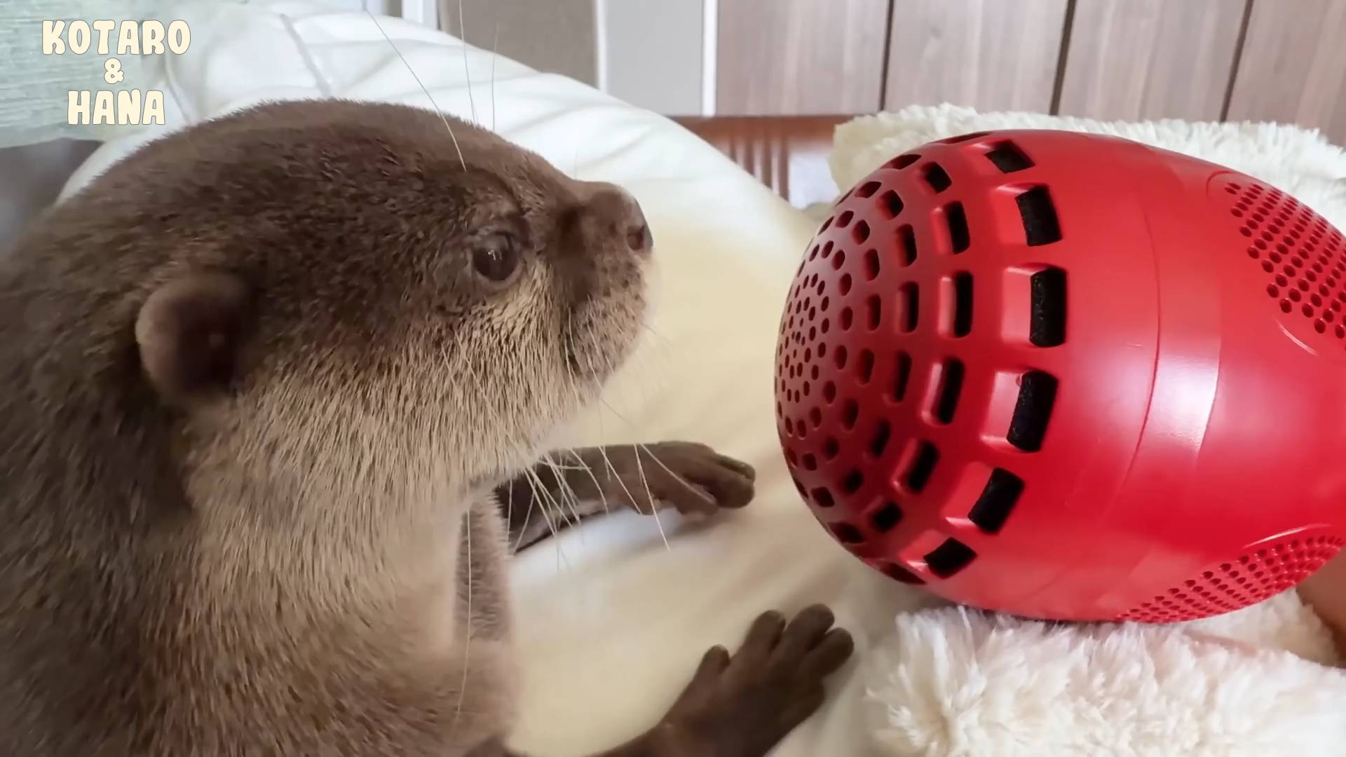 Выдры издают забавные звуки во время еды с помощью микрофона смотреть онлайн