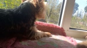 Живут мои отрады в высоком терему 🦜🐕🐈❣️
