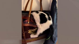 Поймай меня - приколы с котами