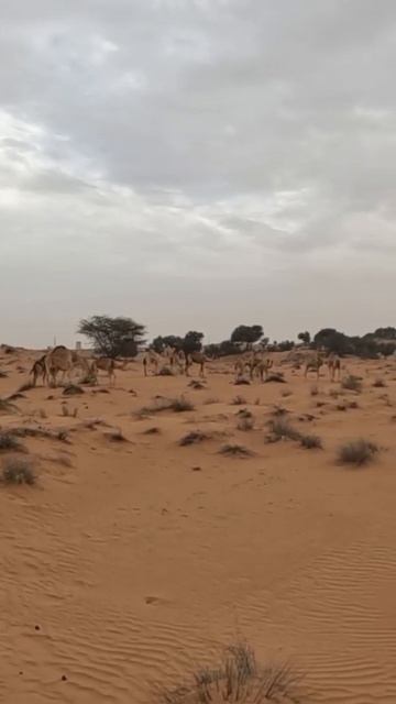#Shorts Herd of Camel Crossing in the Wild Desert смотреть онлайн