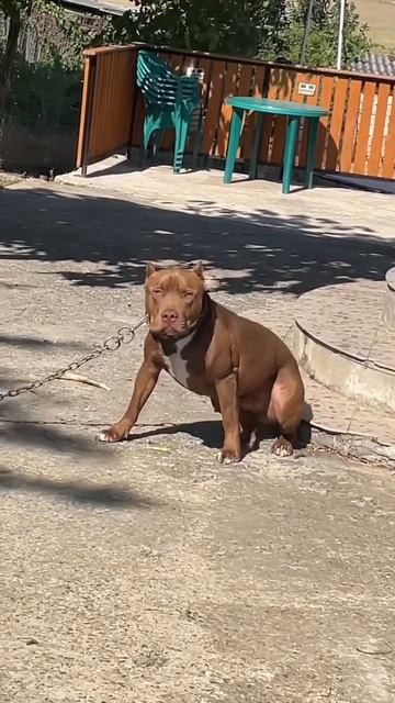 утренняя зарядочка у були смотреть онлайн