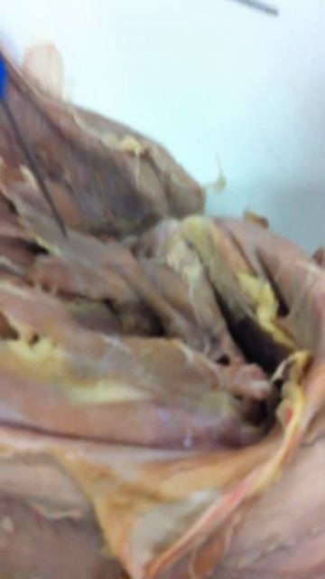 Cat Dissection: Thorax смотреть онлайн