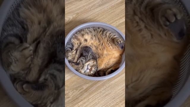 котики лежат (перезалив) смотреть онлайн