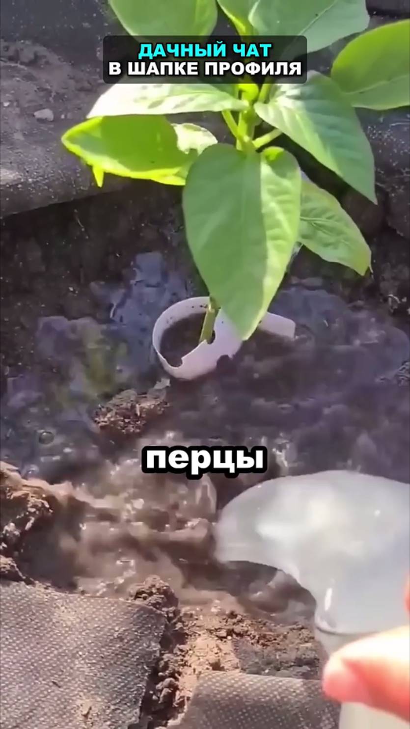 Это лучшая подкормка для всего