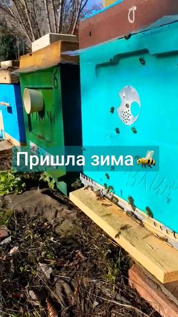 ❄1 ДЕКАБРЯ❗ #пчелы #пчеловодство #пасека #зимовка_пчёл #хобби смотреть онлайн