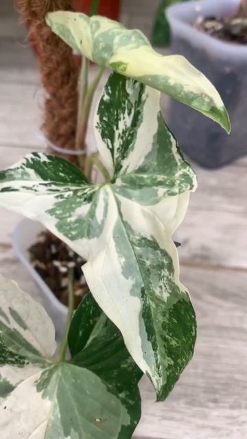 Manjat terus nihh #syngonium #syngoniumplant #tanamanhias #tanaman #tanamanhiasmurah