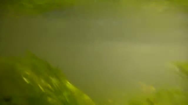 Potamogeton alpinus, NE Poland смотреть онлайн