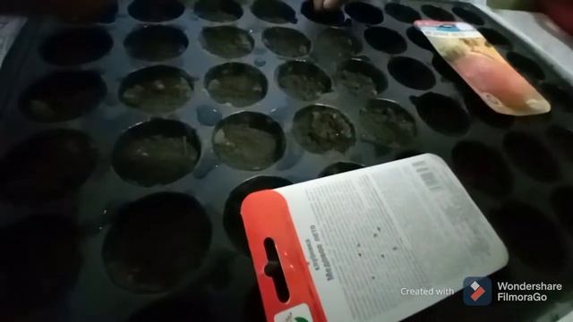 Рассада клубники из семян. смотреть онлайн