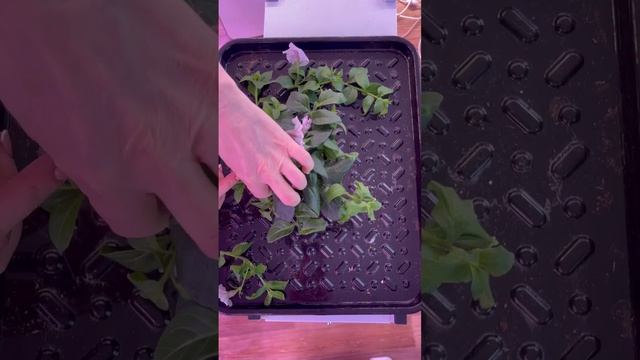 Стрижка петуний ✂️🌸