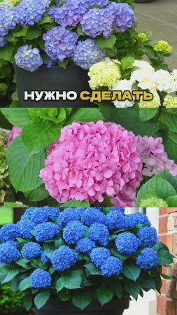 «Волшебная Таблетка» для Гортензий💊🌿