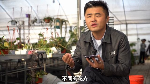 桂花黄化病怎么办？月季黄叶/How does osmanthus yellow disease do? Rose yellow leaf how to return a responsibility смотреть онлайн