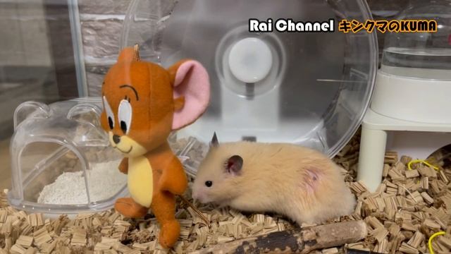 ハムスターとトムとジェリーコラボ【ハムスターの行動観察_第一弾】ハムスター観察（TOM&JERRY）ハムスター夜の行動”キンクマハムスター"
