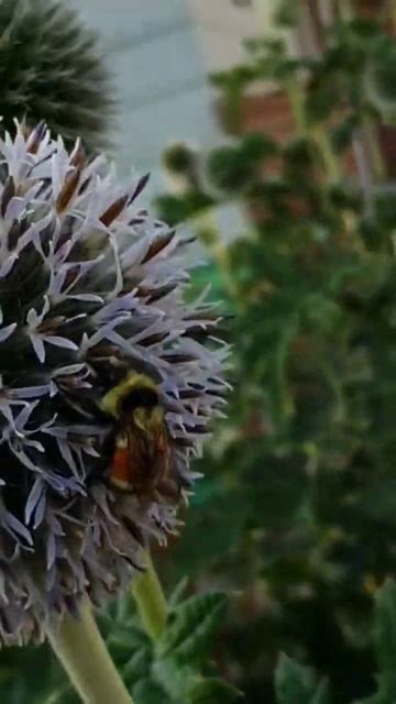 Bees on my Giant Globe Thistle... #bees #pollinators #flowers смотреть онлайн