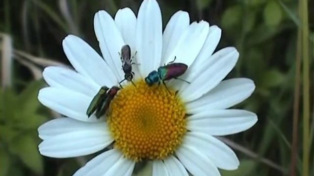 Anthaxia salicis et nitidula krasci смотреть онлайн