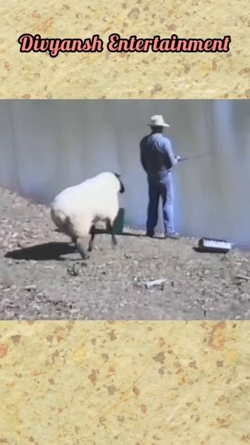 sheep attacks on man смотреть онлайн