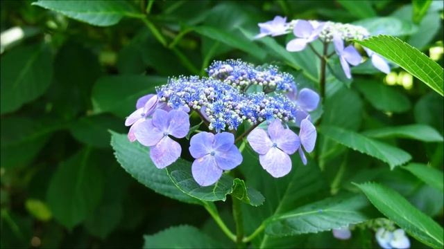 山田池公園アジサイの花♫ホトトギス＆せせらぎ♫レーナマリア♫一羽の雀に