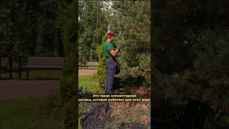 Какие ветки убирать всегда? #сосна #дача #природа #сад #ниваки #обрезка