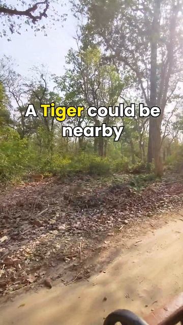 Spotted a Tiger in the wild! 😱🐅 #jimcorbett #tiger #wildlife #safari смотреть онлайн