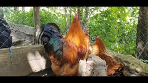 Высокая яйценоскость, быстрый рост молодняка. Порода кур Нью-Гемпшир. Составляем родительские семьи