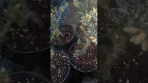пихта корейская Сильверлок
