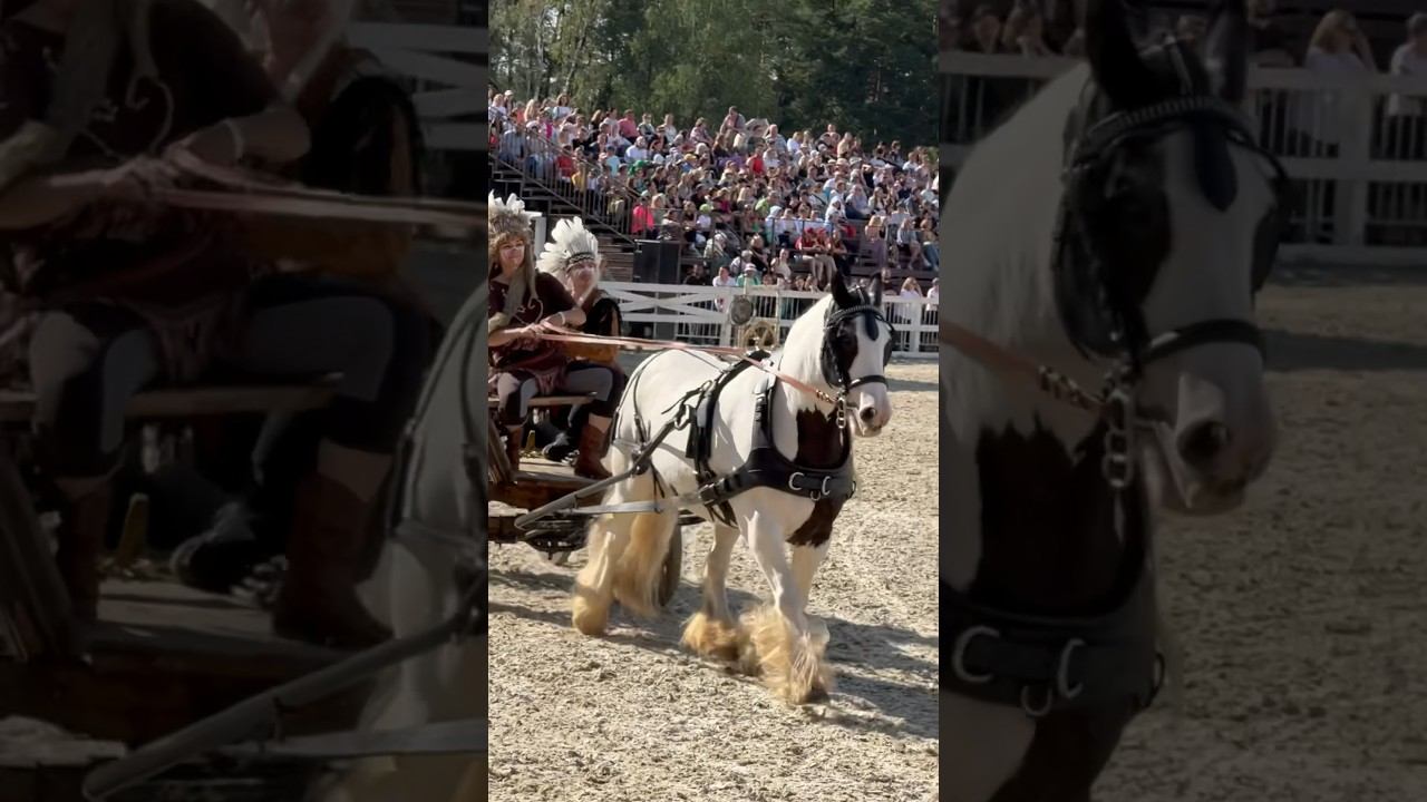 Цыгано-индейские упряжные;) Элуна и Сандансер, тинкеры, Иваново поле #лошади