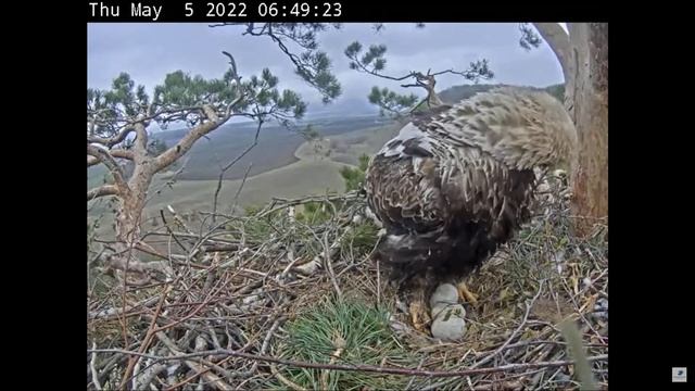 Гнездо Солнечного Орла - Татарстане, Россия 05.05.2022 06:47 смотреть онлайн