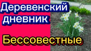 ДЕРЕВЕНСКИЙ ДНЕВНИК. "НИ СТЫДА, НИ СОВЕСТИ"
