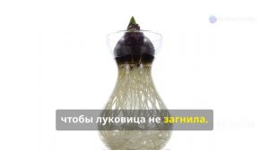 АМАРИЛЛИС В ВОДЕ: МОЖНО ЛИ? РЕЗУЛЬТАТ ШОКИРУЕТ!