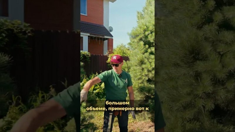 Законы формирования дерева  #сад #дача #сосна #обрезка #ниваки