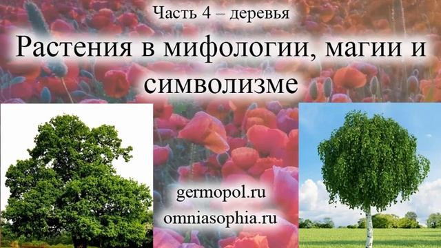 Растения в мифологии, магии и символизме  Часть 4  - Деревья смотреть онлайн