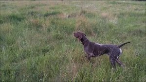 Курцхаар Берта работа по фазану