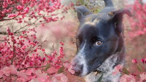 пёсик в добрые руки