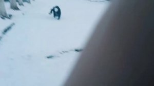 Нападение снюсоеда