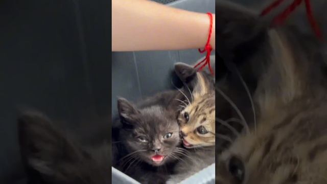 За мусоркой ИМ НЕ ВЫЖИТЬ #помощьбездомнымживотным #котодом #непокупайприюти