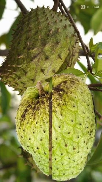 Guyabano Fruit of Annona Muricata #shorts #trending 🙏👍 share & subscribe 🤗