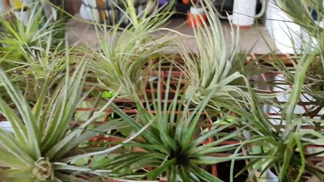how to take care of air plants or tillandsia? смотреть онлайн