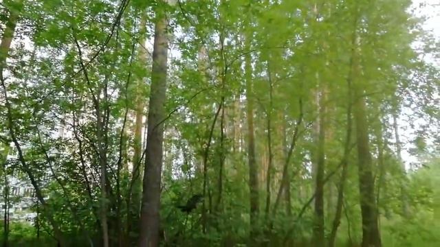 Чёрный ворон учится летать смотреть онлайн