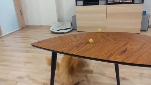 Кошка украла виноград смотреть онлайн