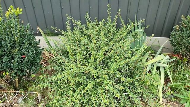 кизильник горизонтальний смотреть онлайн