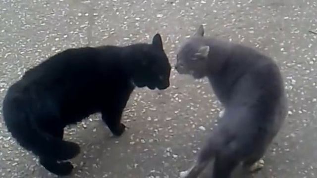 Бой котов, делаем ставки !!! смотреть онлайн