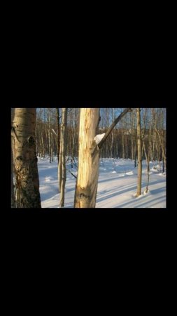 Прощай любовь лесная