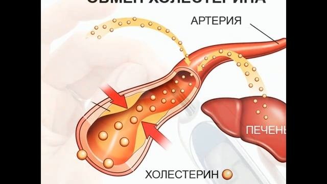 Чертополох лечебный, который сделает вашу печень здоровой