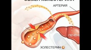 Чертополох лечебный, который сделает вашу печень здоровой