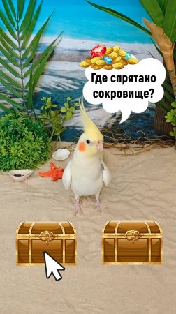 Попугай ищет сокровище