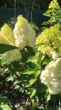 Гортензии розовеют #гортензии #сад #gardenflowers #hydrangeas